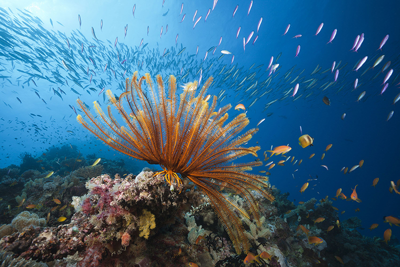 Great Barrier Reef Australia